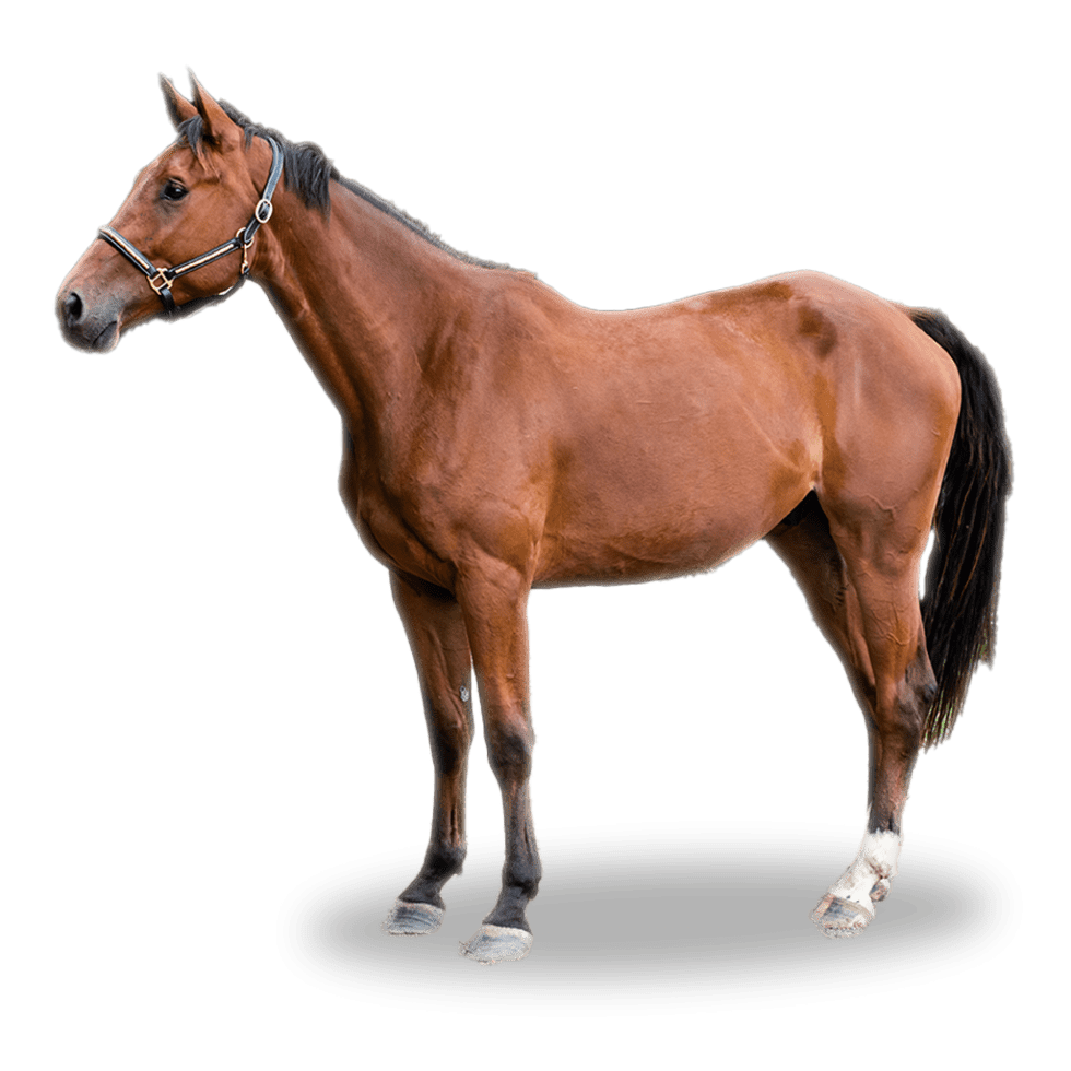 Harbak Performance Horses Harbak Performance Horses